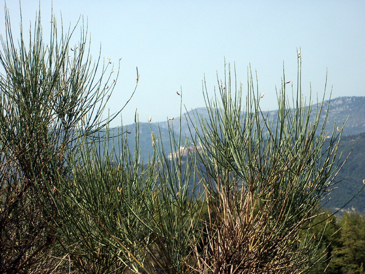 2004-07 Lucéram 010.jpg - DCF 1.0
